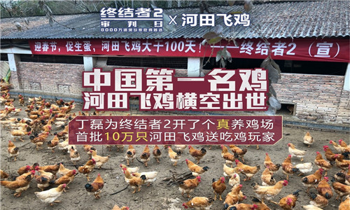 网易为了吃鸡有多拼丁磊终结者2开了养鸡场 美味 网易 养殖 丁磊 养鸡场 养鸡 终结者2 终结 终结者 河田鸡 新闻资讯  第2张