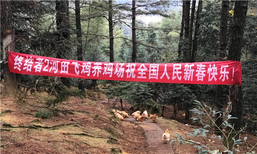 网易为了吃鸡有多拼丁磊终结者2开了养鸡场 美味 网易 养殖 丁磊 养鸡场 养鸡 终结者2 终结 终结者 河田鸡 新闻资讯  第4张