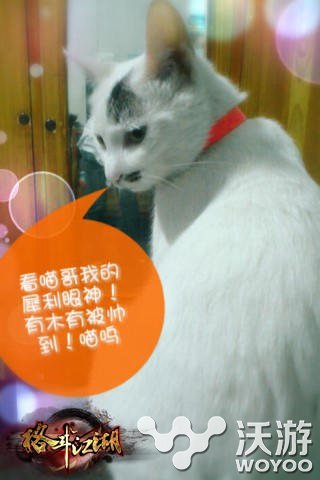 有宠你就晒出来《格斗江湖》玩家恶搞斗宠大赛 喵星 江湖 格斗 恶意 多说 表情 喵星人 格斗江湖 恶搞 宠物 新闻资讯  第3张