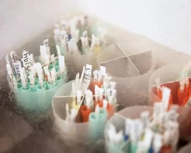 探访世界最大精子银行 寒冰里孕育的新生（组图）  新闻资讯  第7张