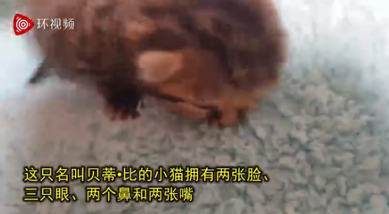 南非诞生双脸小猫 盘点全球双头动物(组图) baid 海豚 ded dfu fun idu 动物 t1 诞生 小猫 新闻资讯  第1张