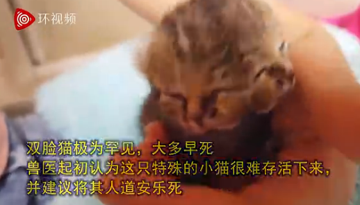 南非诞生双脸小猫 盘点全球双头动物(组图) baid 海豚 ded dfu fun idu 动物 t1 诞生 小猫 新闻资讯  第2张