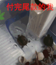 抖音尾款人表情包 软件园 网上购物 热门音乐 天猫双十一 整理 双十一 body 表情包 表情 抖音 新闻资讯  第3张