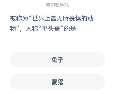 被称为“世界上最无所畏惧的动物”，人称“平头哥”的是 西亚 整理 大全 支付宝 蜜獾 动物 世界上 无所畏惧 蚂蚁庄园 庄园 新闻资讯  第2张