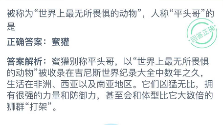 被称为“世界上最无所畏惧的动物”，人称“平头哥”的是 西亚 整理 大全 支付宝 蜜獾 动物 世界上 无所畏惧 蚂蚁庄园 庄园 新闻资讯  第3张